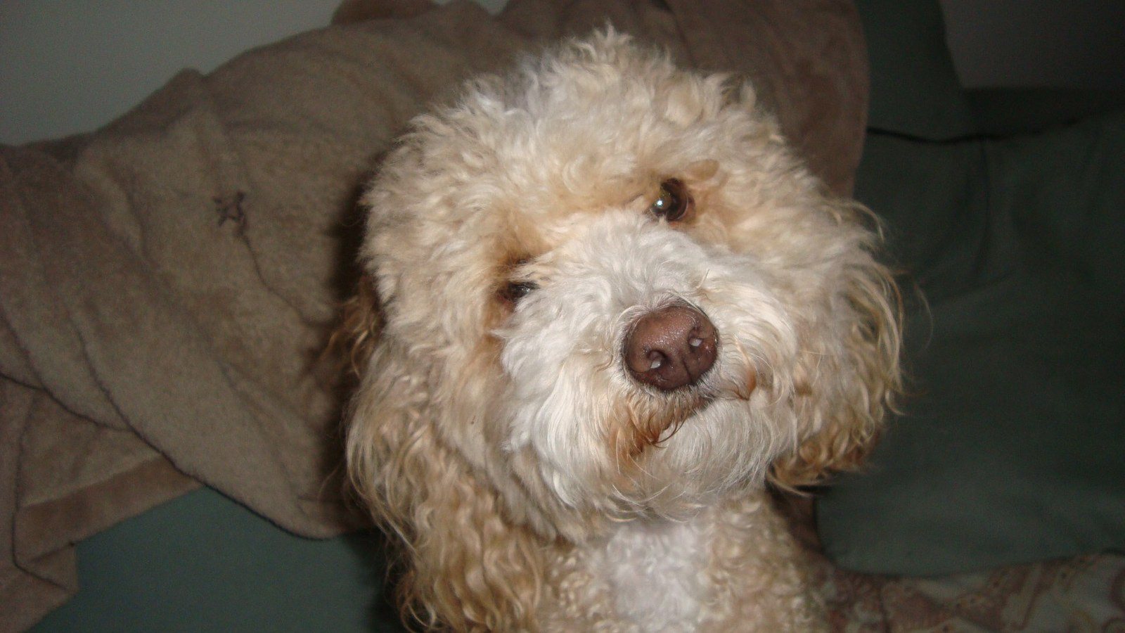 Bobo