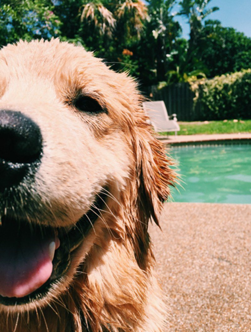 "Finn" Likes To Swim