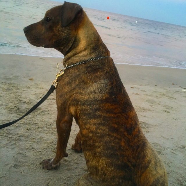 Sitting On The Beach