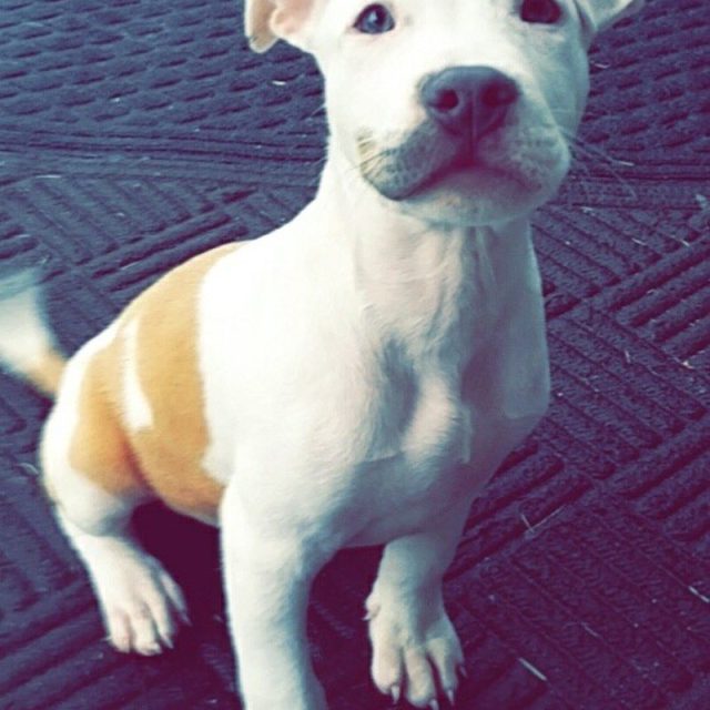 Baby Scrappy