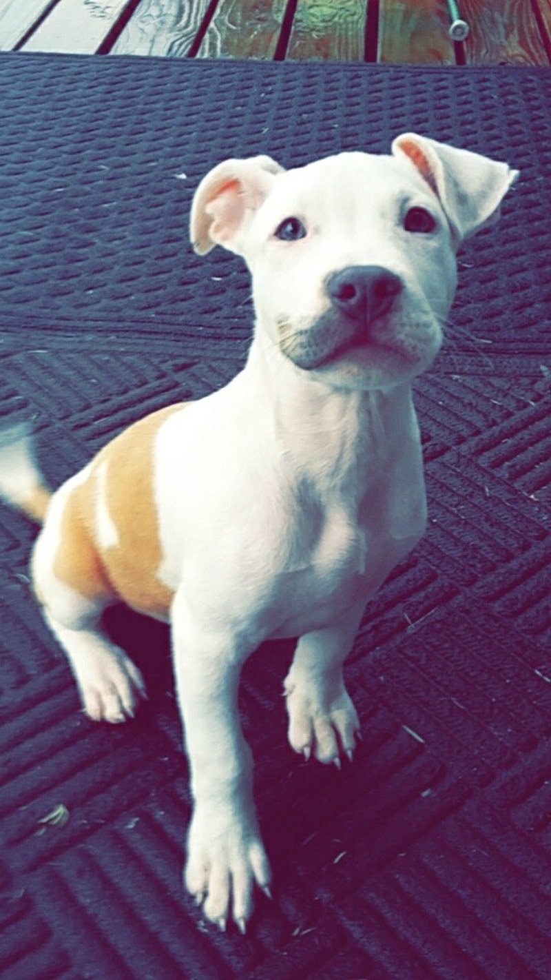 Baby Scrappy