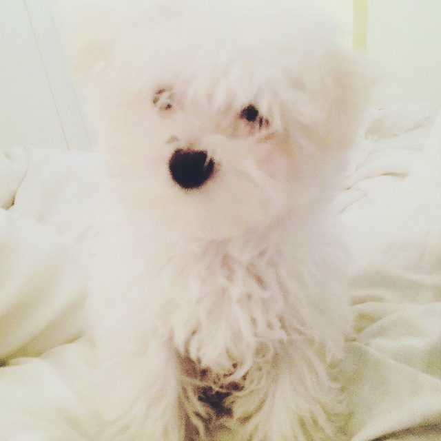 Our Cannoli