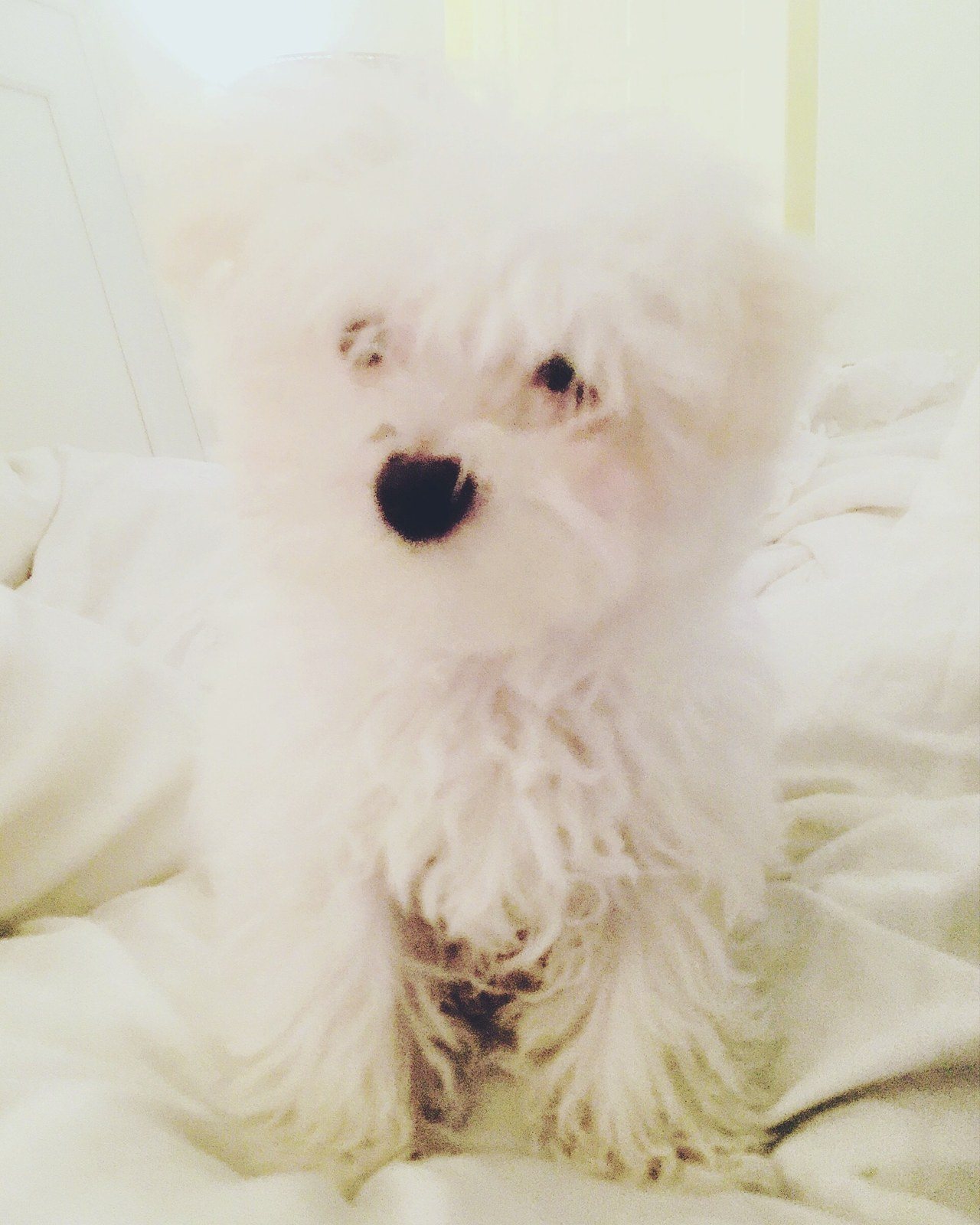 Our Cannoli