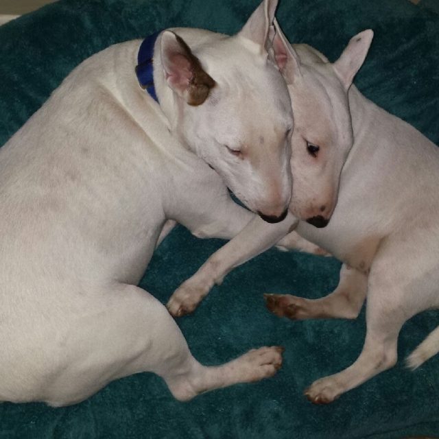 Lovely Couple