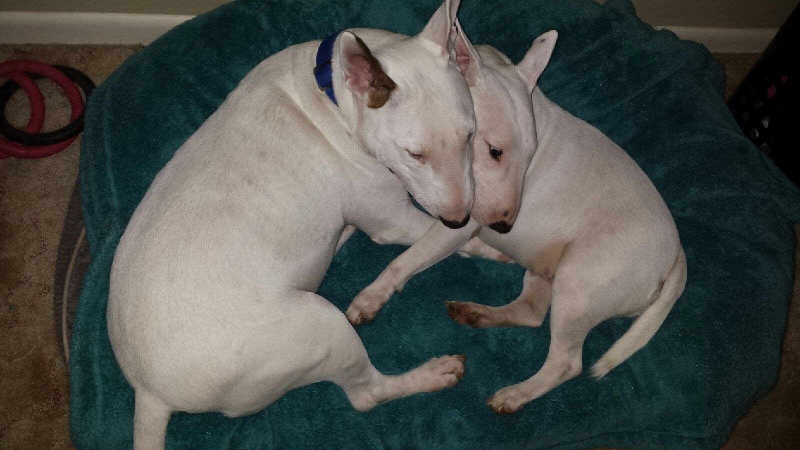Lovely Couple