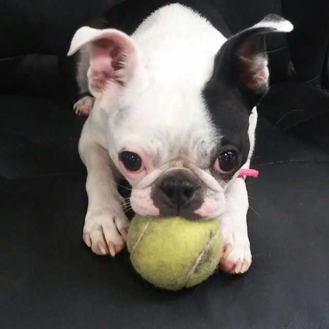Daisy Mae Olympic Tennis Ball Finalist