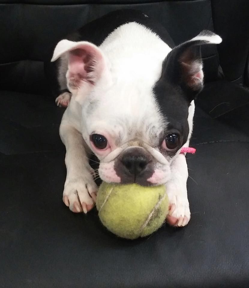 Daisy Mae Olympic Tennis Ball Finalist