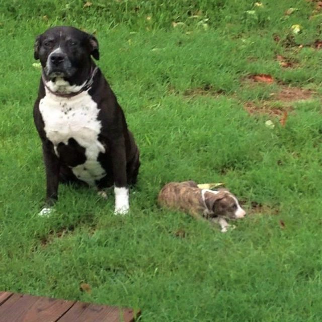 The Guardian