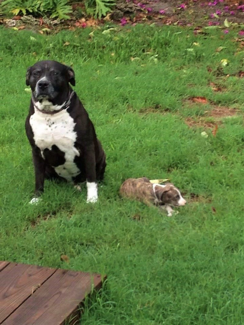 The Guardian