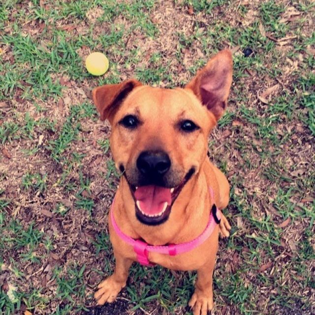 Nala-Sitting Pretty