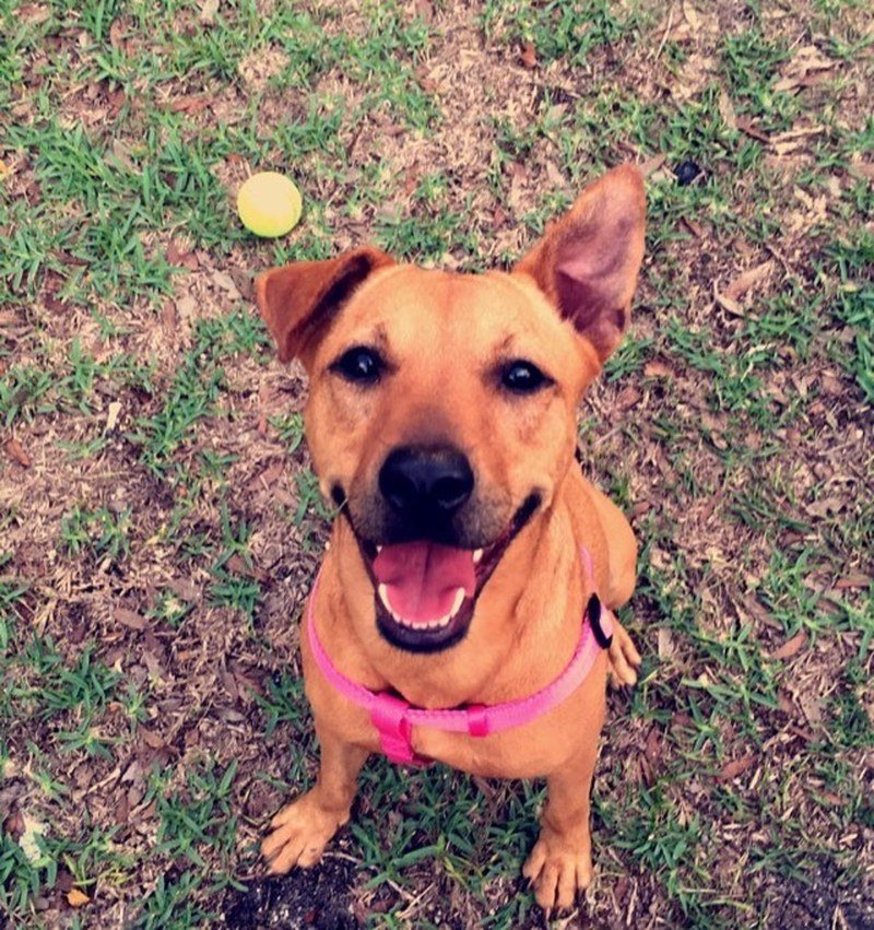 Nala-Sitting Pretty