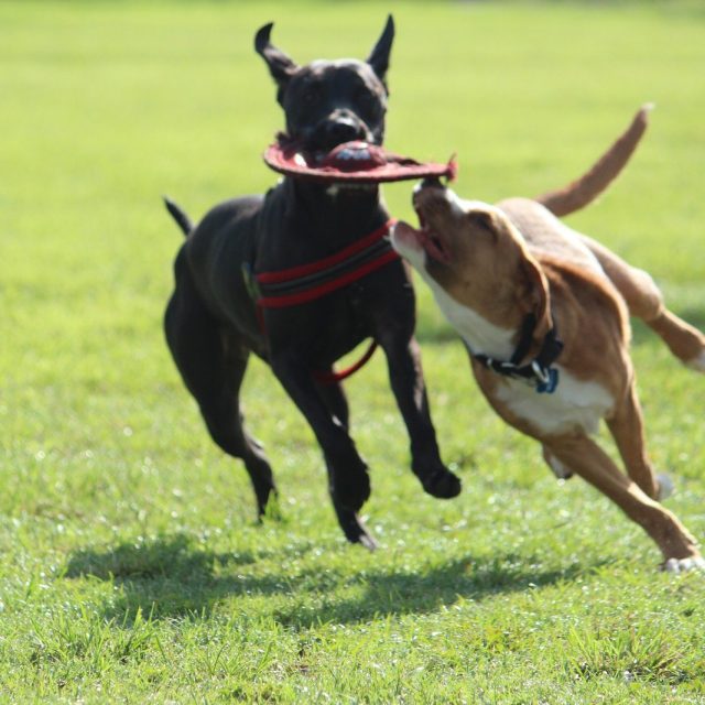 My Frisbee!
