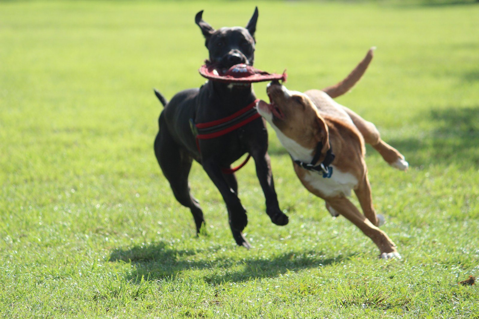 My Frisbee!