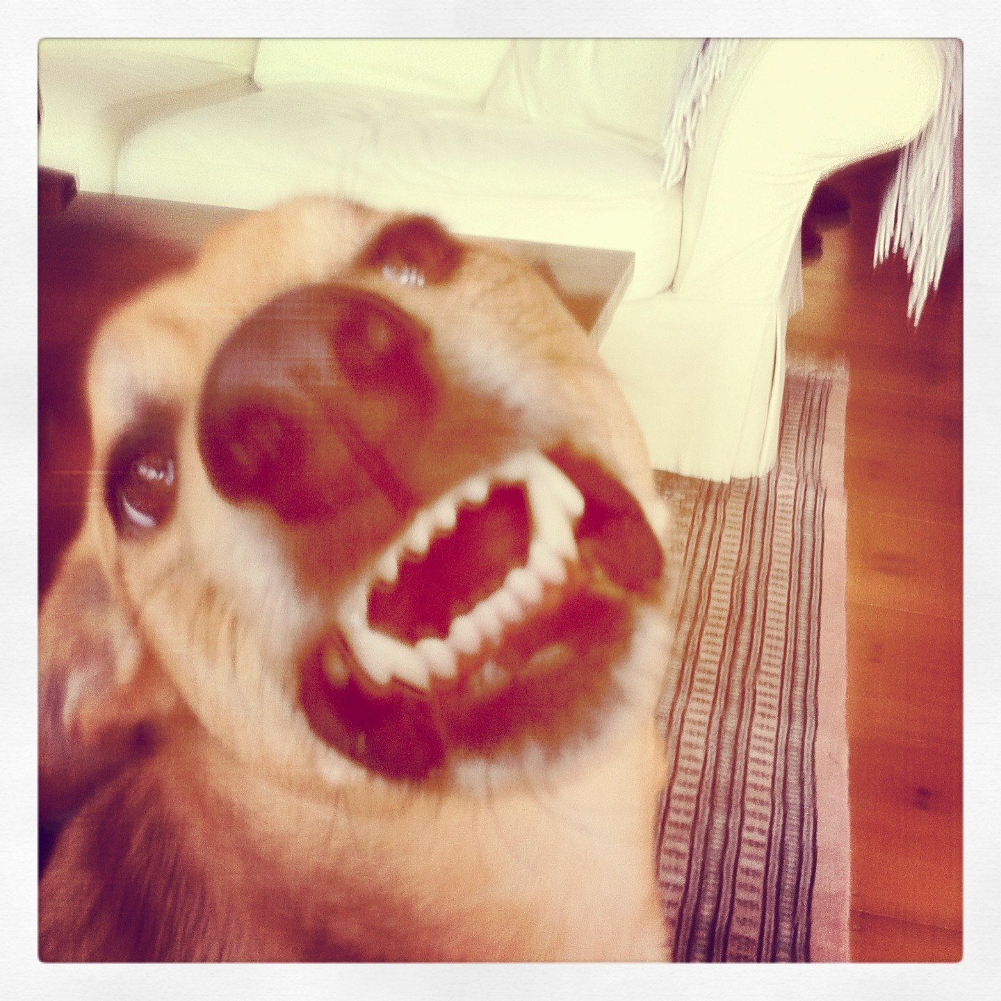Smiling Sandy