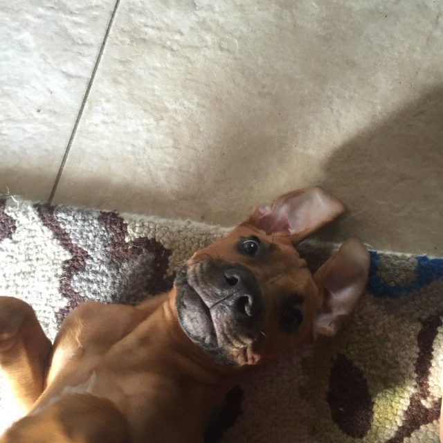 Happy Boy