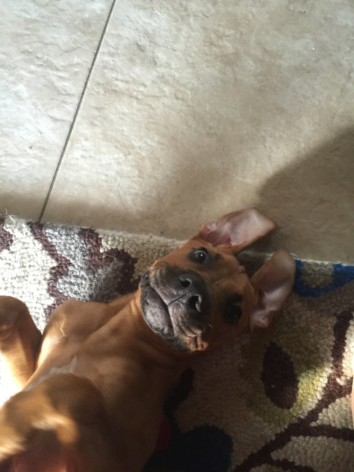 Happy Boy