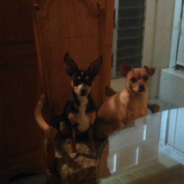 They Are Ready For Dinner