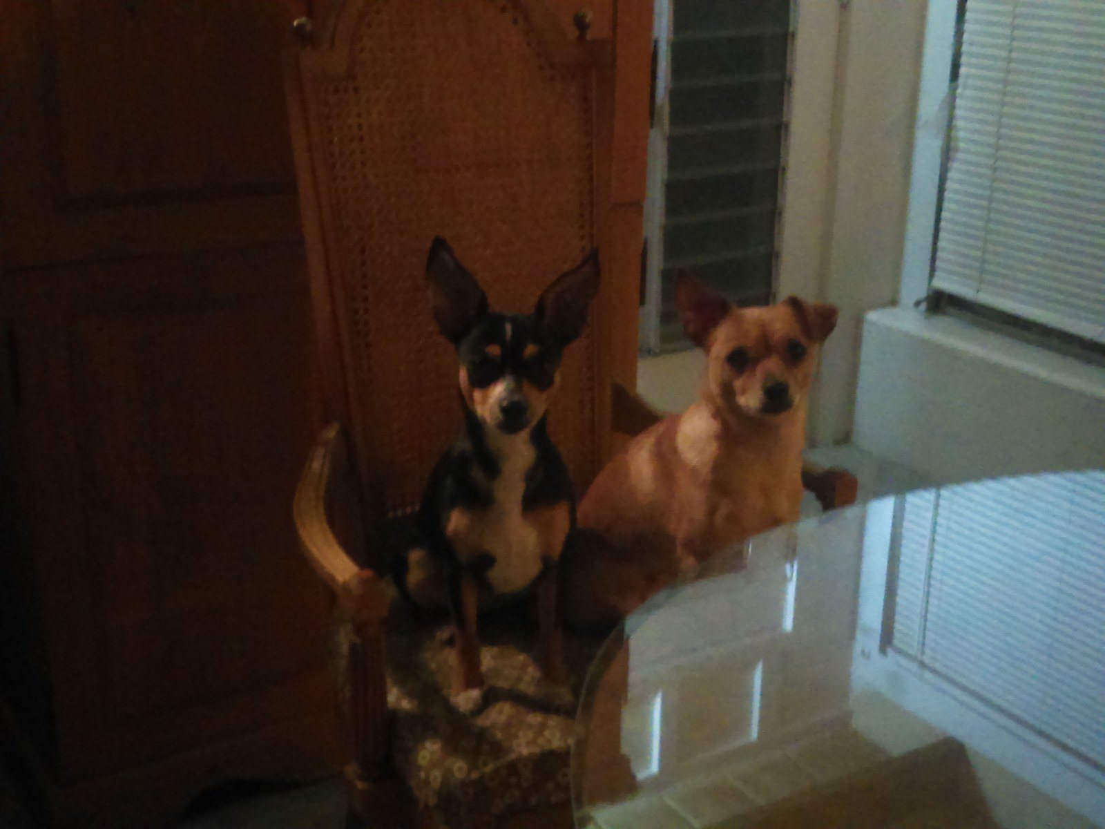 They Are Ready For Dinner