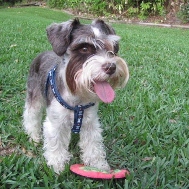 Max: Living For The Frisbee.