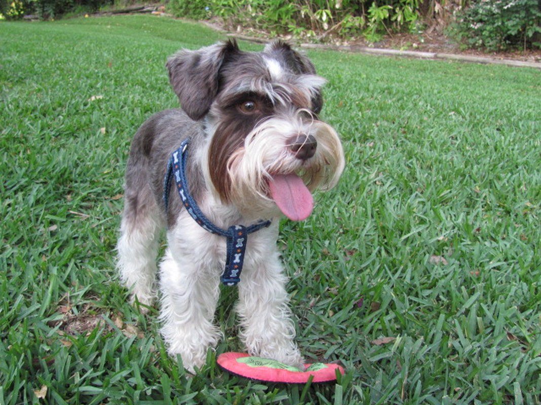 Max: Living For The Frisbee.