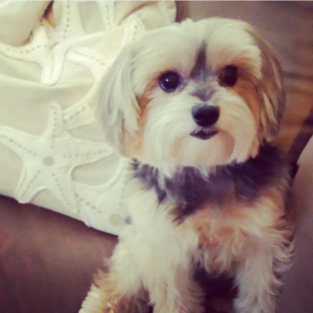 Minnie, The Morkie