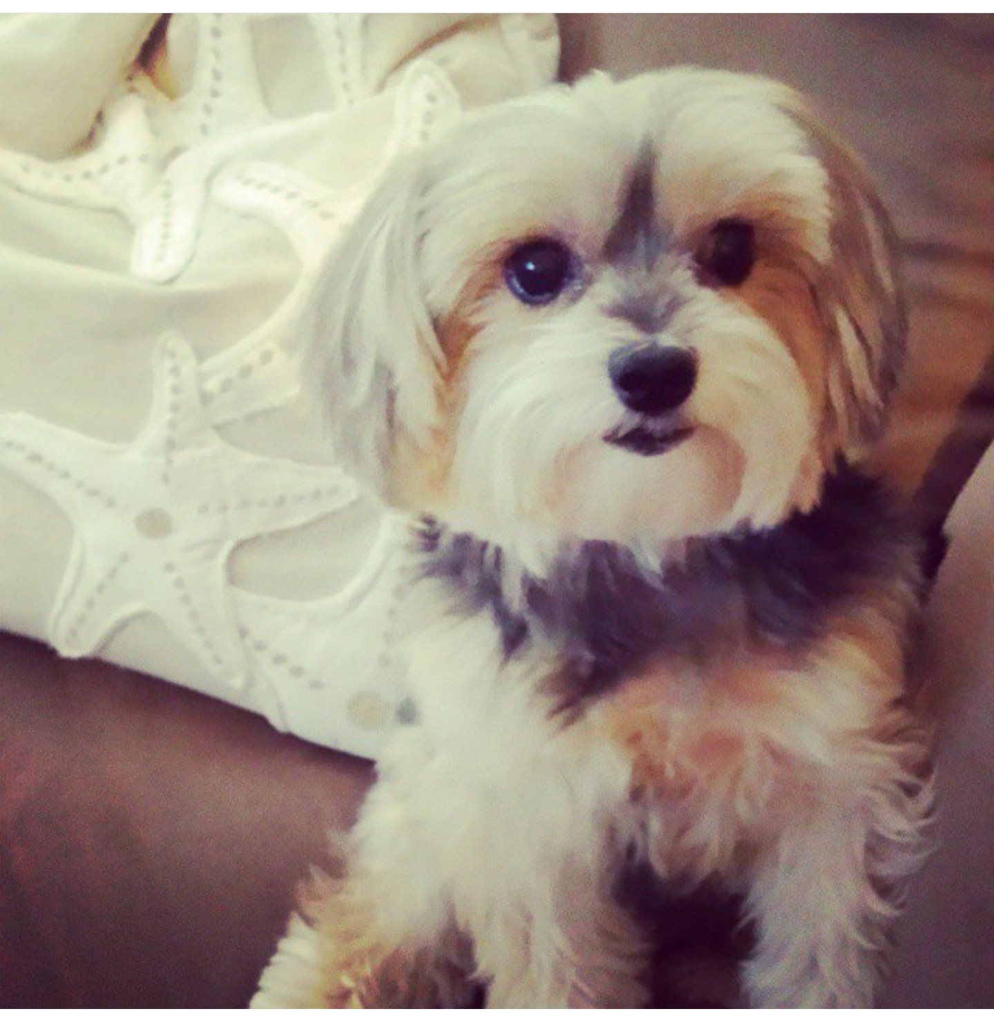 Minnie, The Morkie
