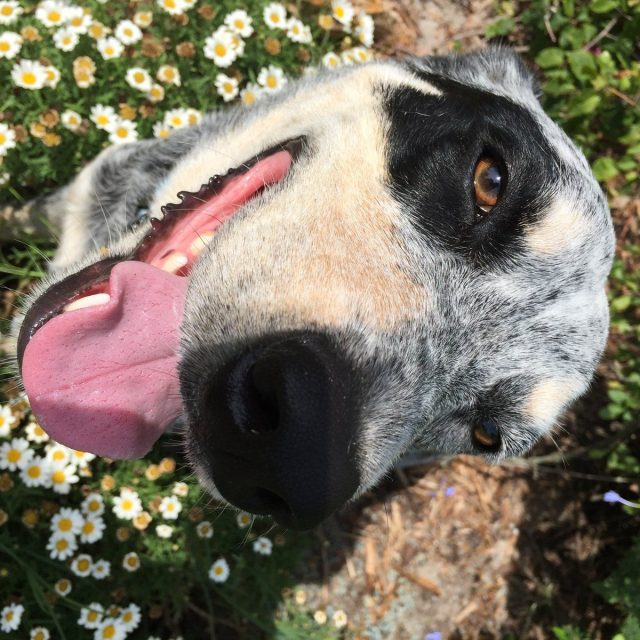 Daisy Jake