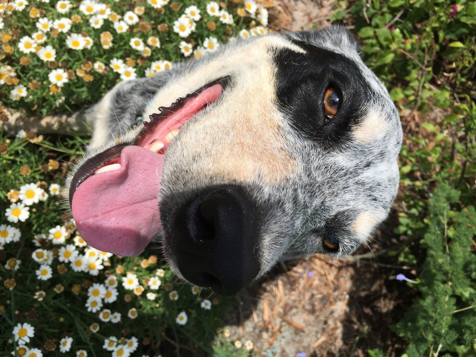 Daisy Jake
