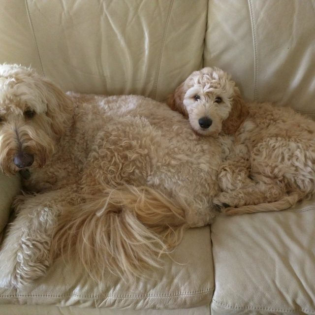 It's Me & Mini Me