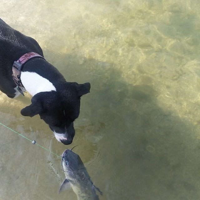 Something Fishy