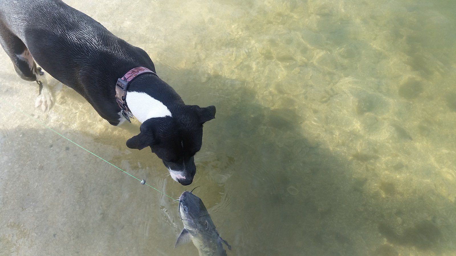 Something Fishy