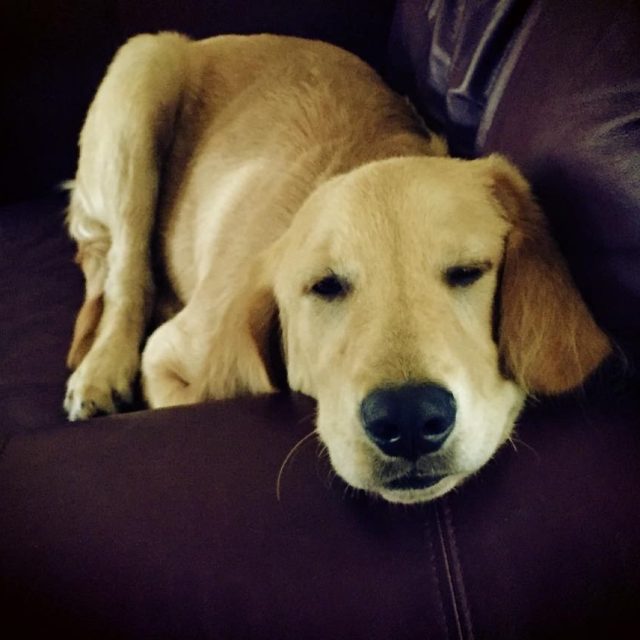 Teddy Bear In His Chair