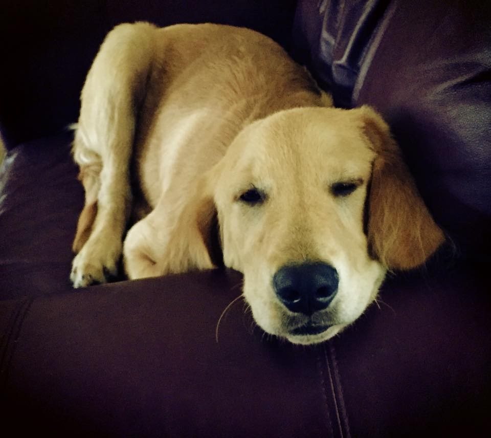 Teddy Bear In His Chair