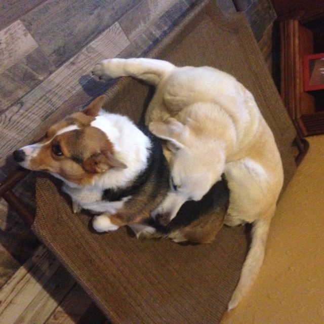 Jazzie & Morgie