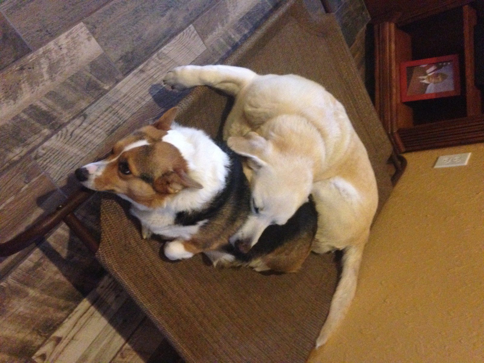 Jazzie & Morgie