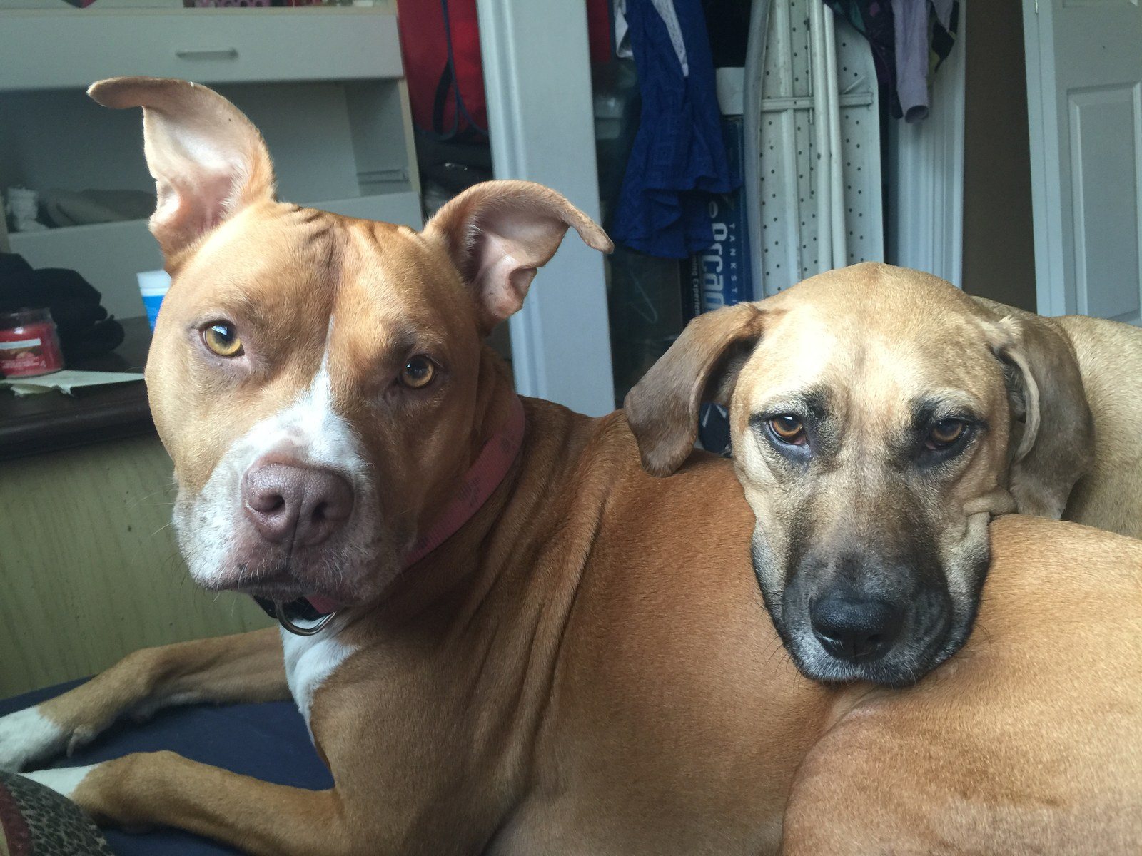 Bestfriends