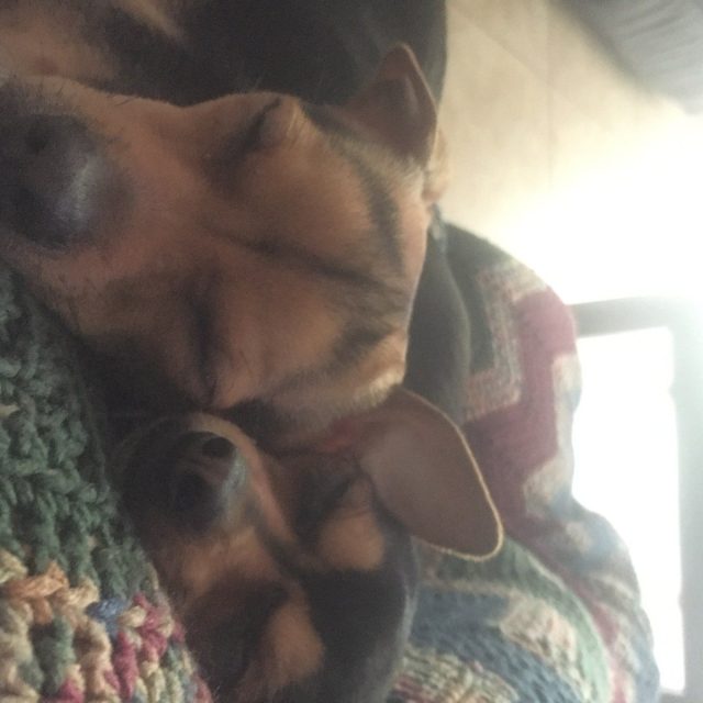 Dog Tired.