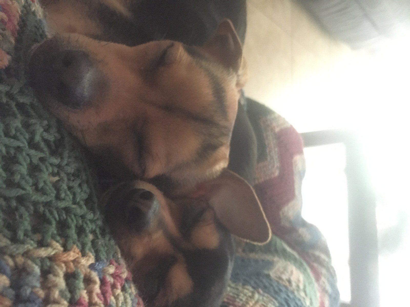 Dog Tired.