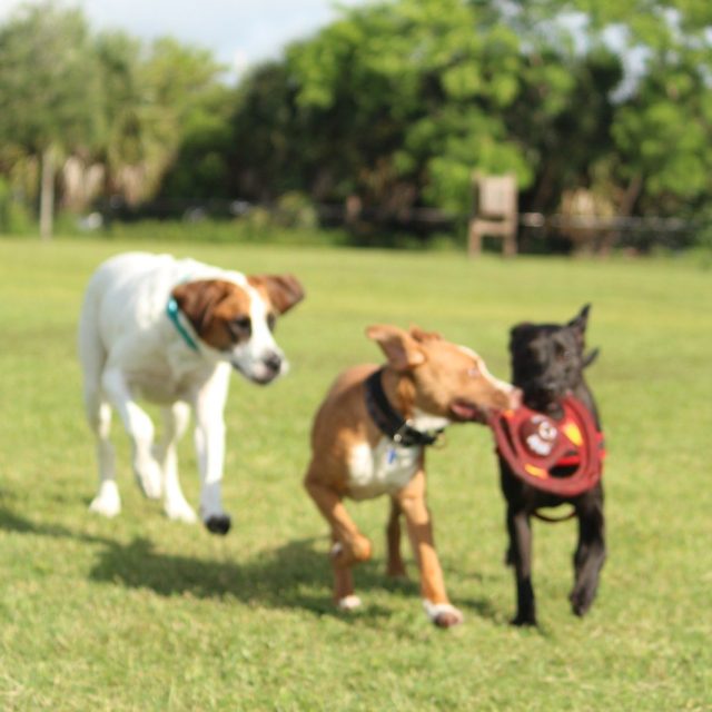 Dog Park Fun!