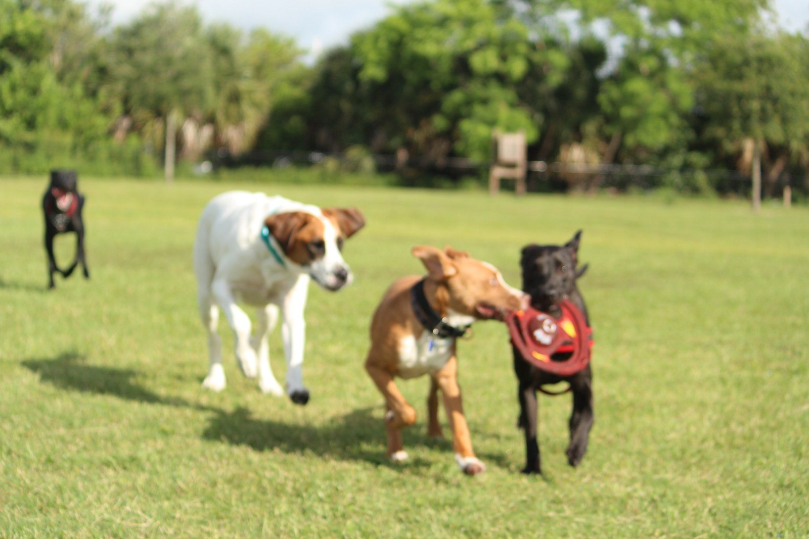 Dog Park Fun!