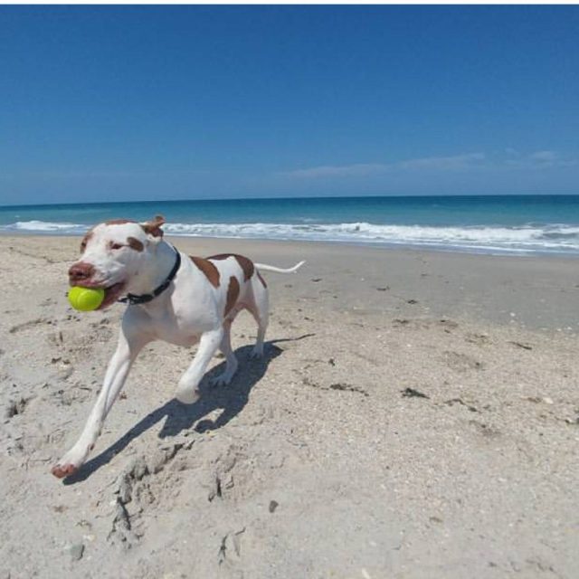 Fetch On The Beach
