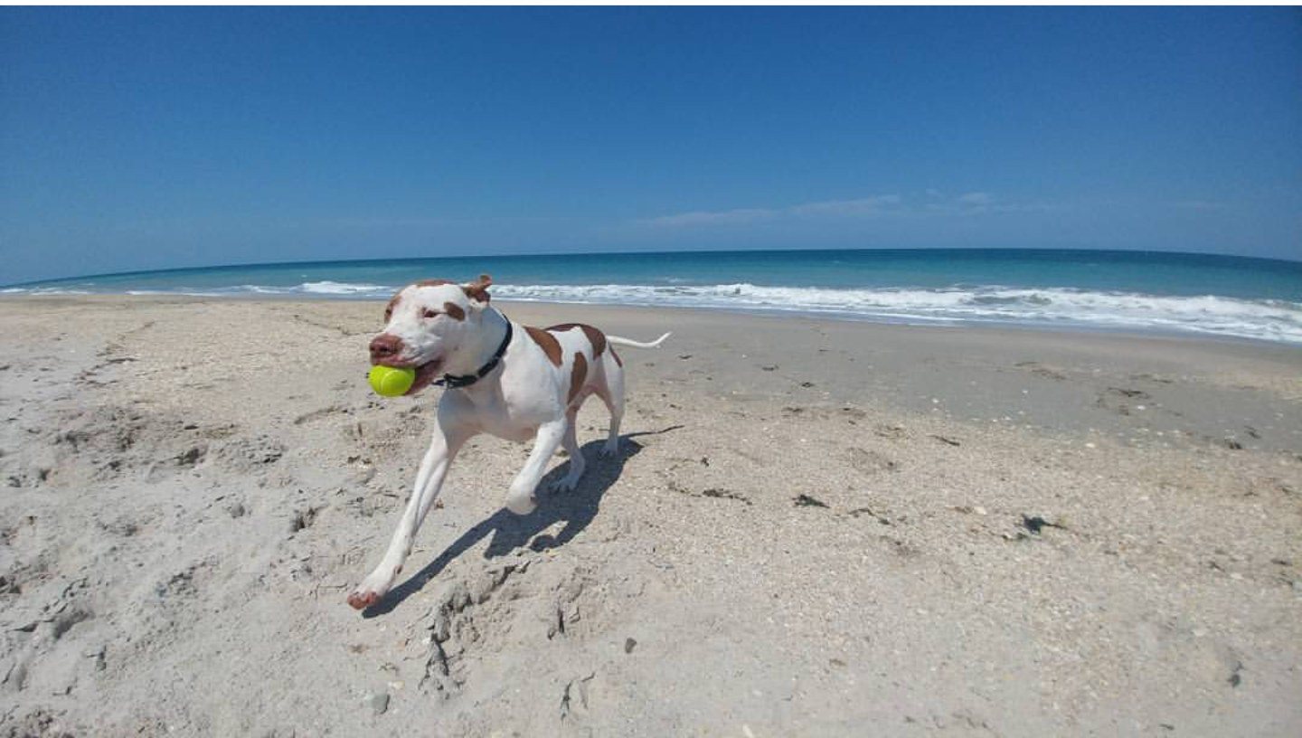 Fetch On The Beach