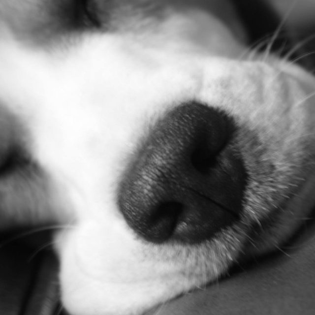 Beagle Nose