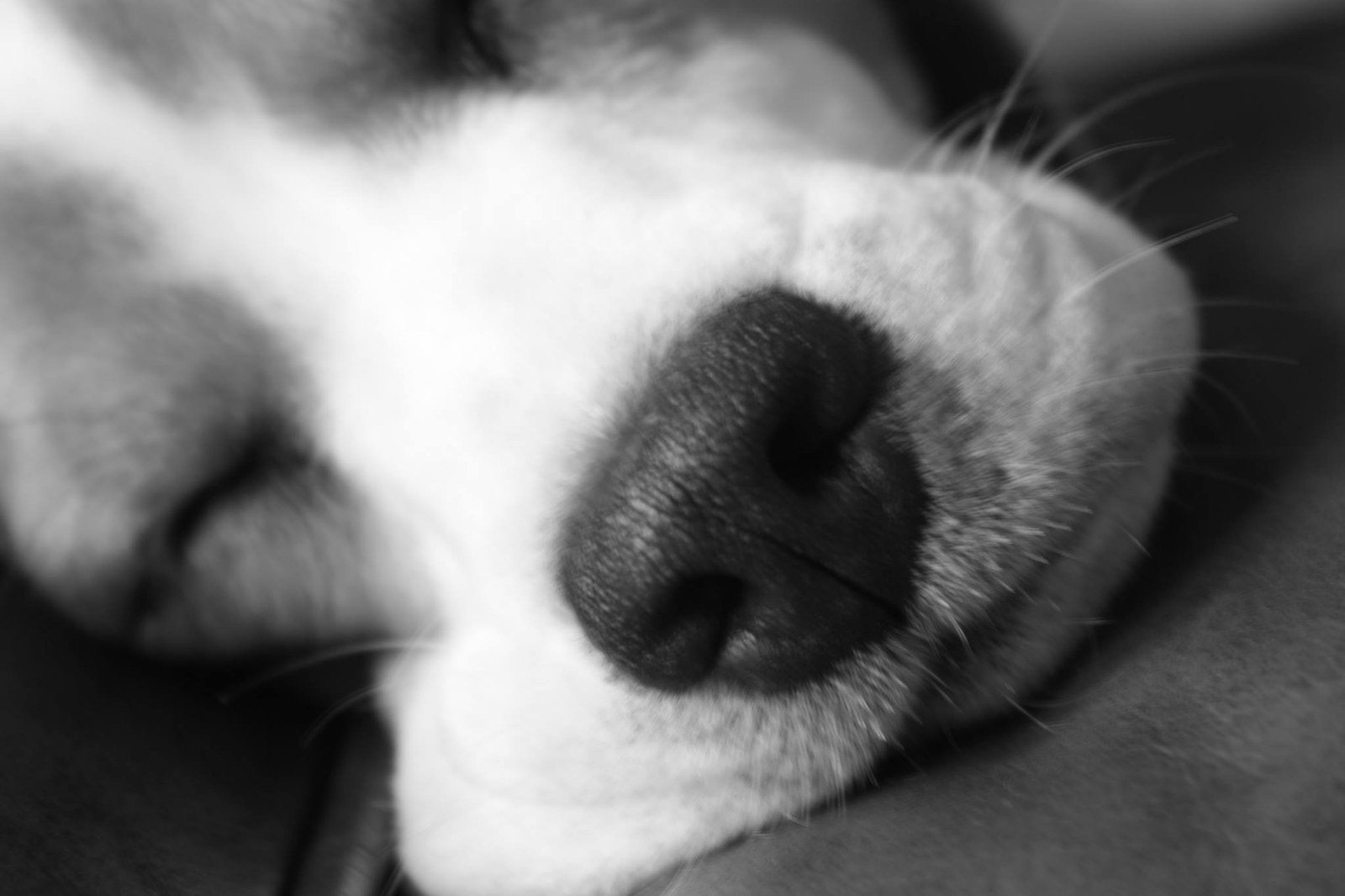 Beagle Nose