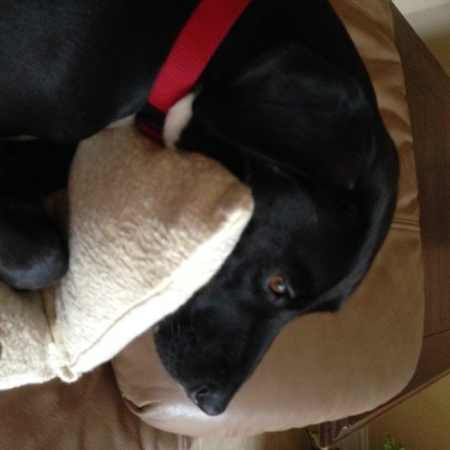 Nap Time