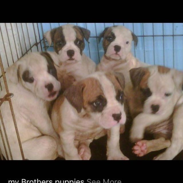 Our Puppies