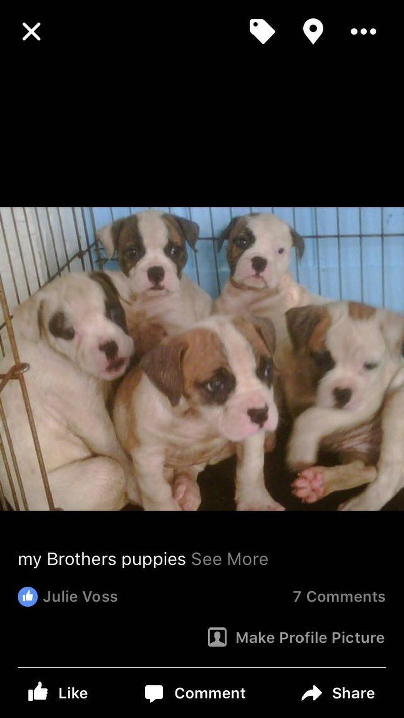Our Puppies