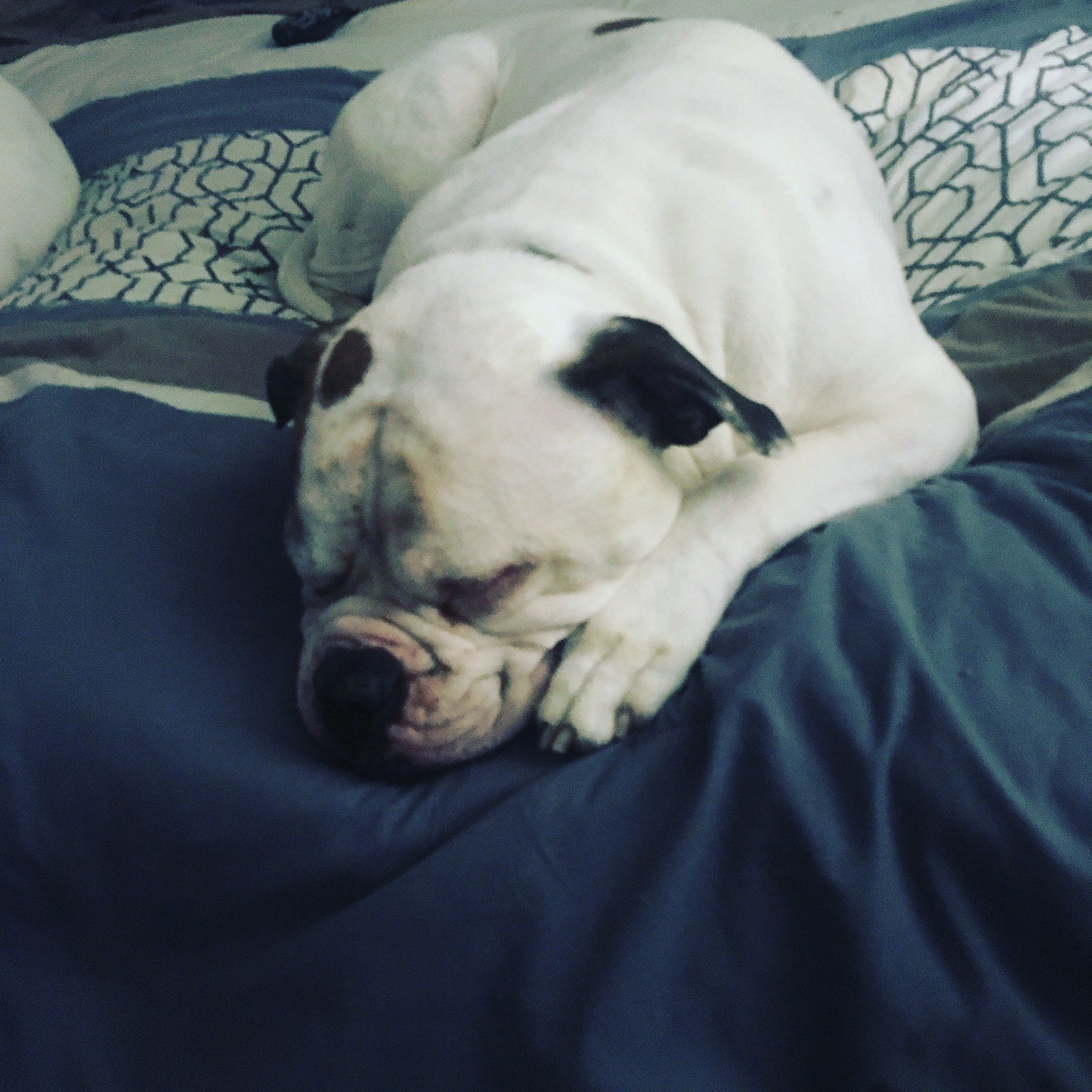 Bubba