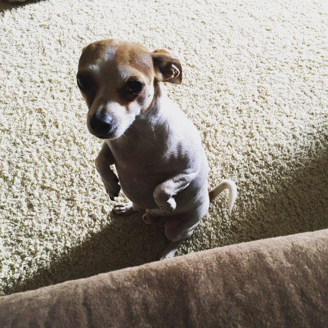 My Little Begger