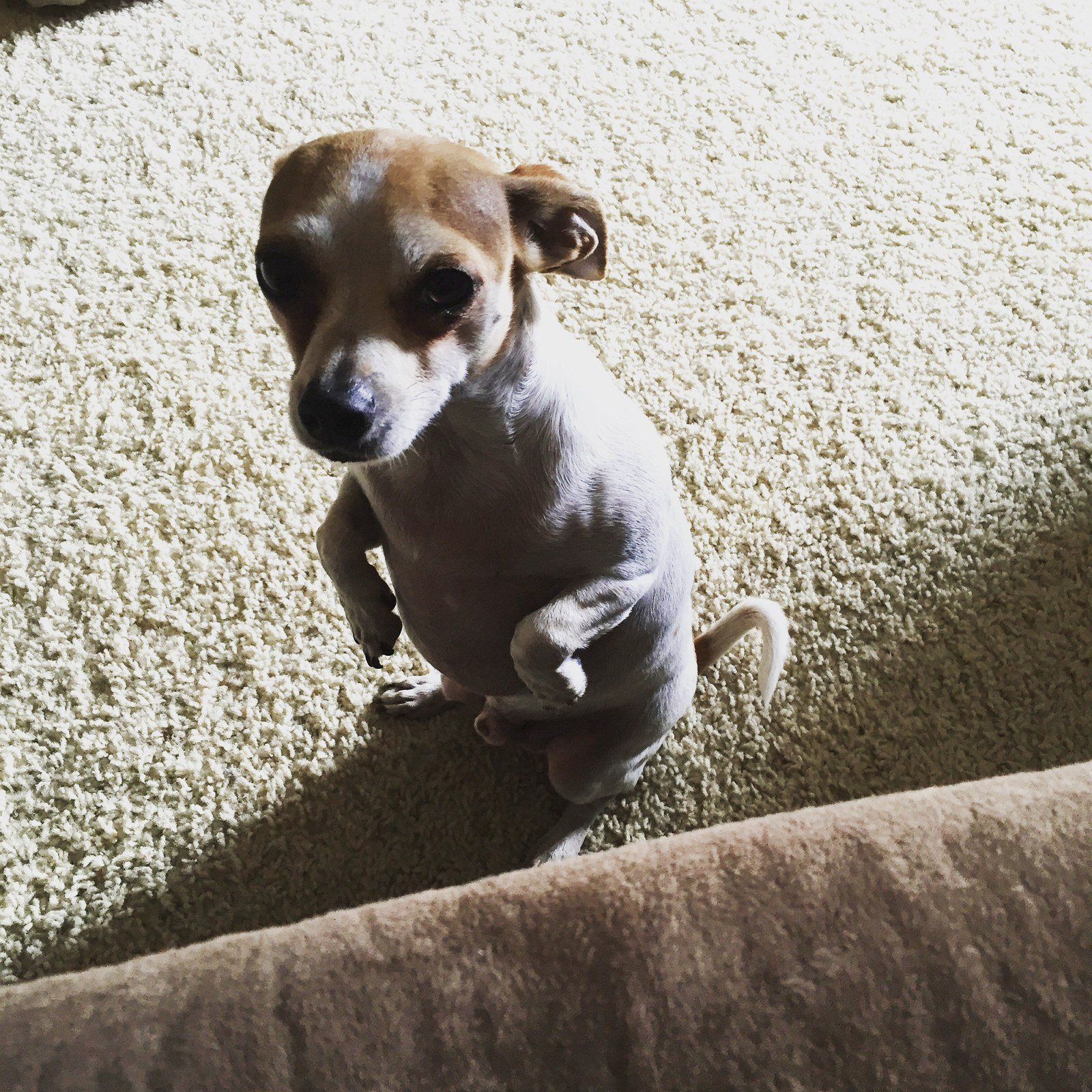 My Little Begger